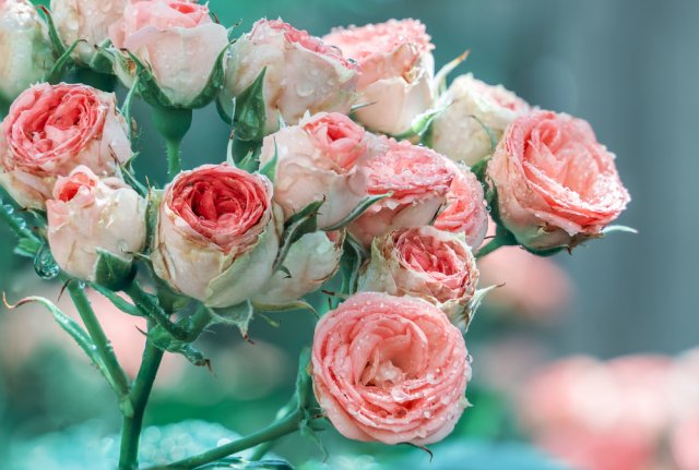 Розы малиновые сорта с фото и названиями